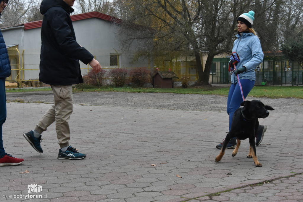 Akcja wyprowadź psa w toruńskim schronisku