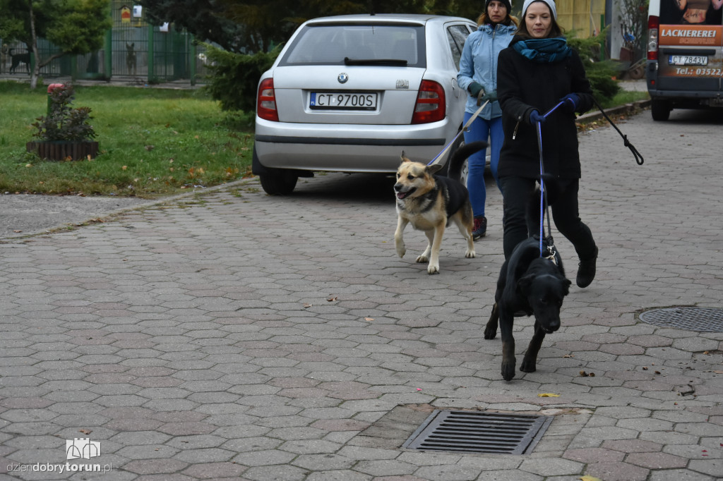 Akcja wyprowadź psa w toruńskim schronisku