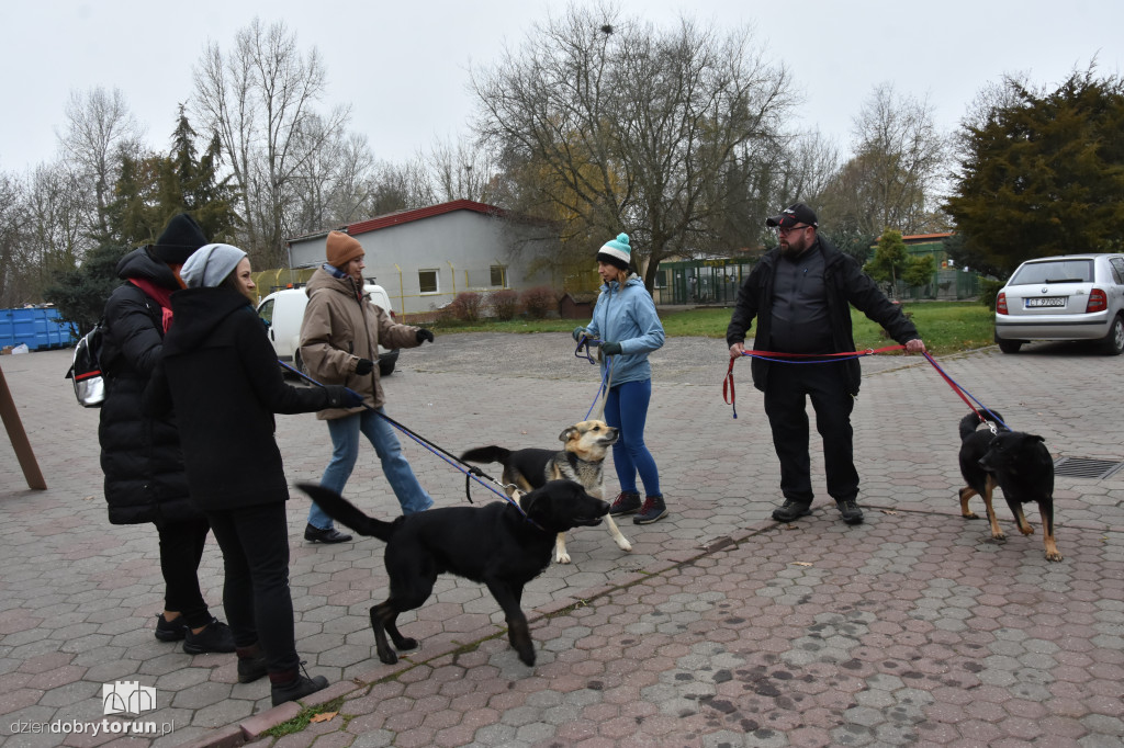 Akcja wyprowadź psa w toruńskim schronisku