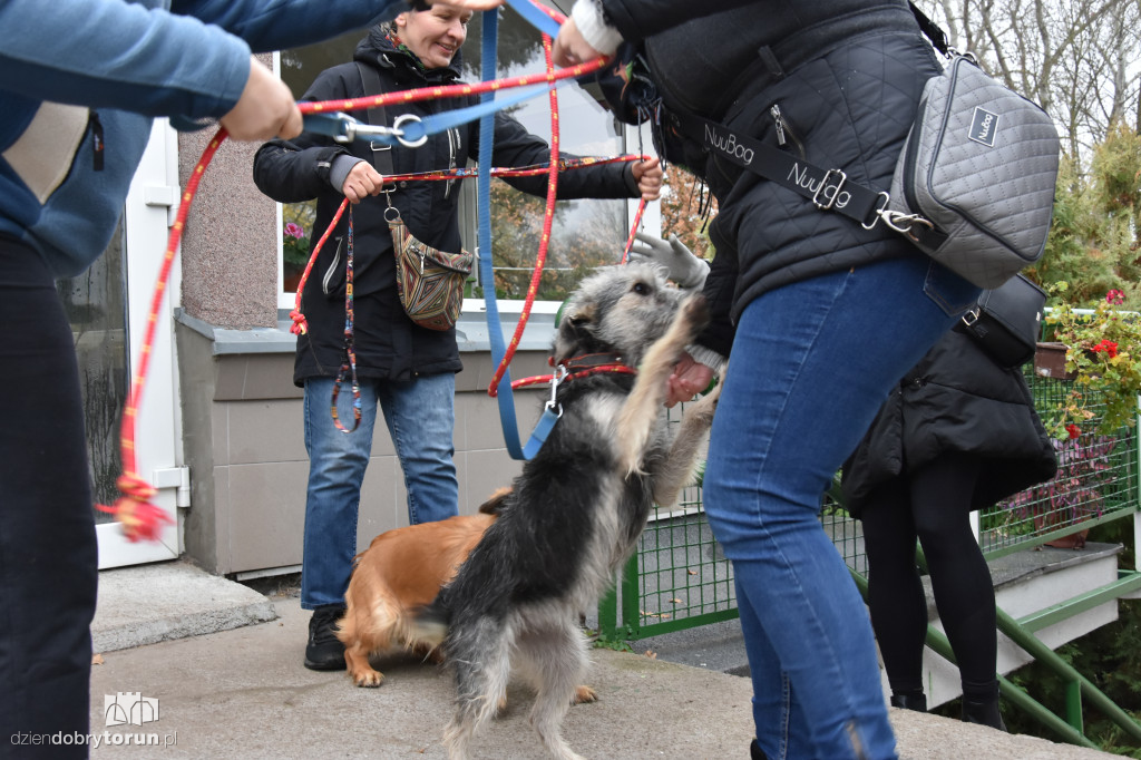 Akcja wyprowadź psa w toruńskim schronisku