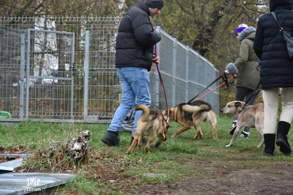 Akcja wyprowadź psa w toruńskim schronisku