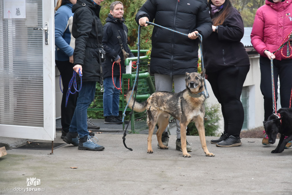 Akcja wyprowadź psa w toruńskim schronisku