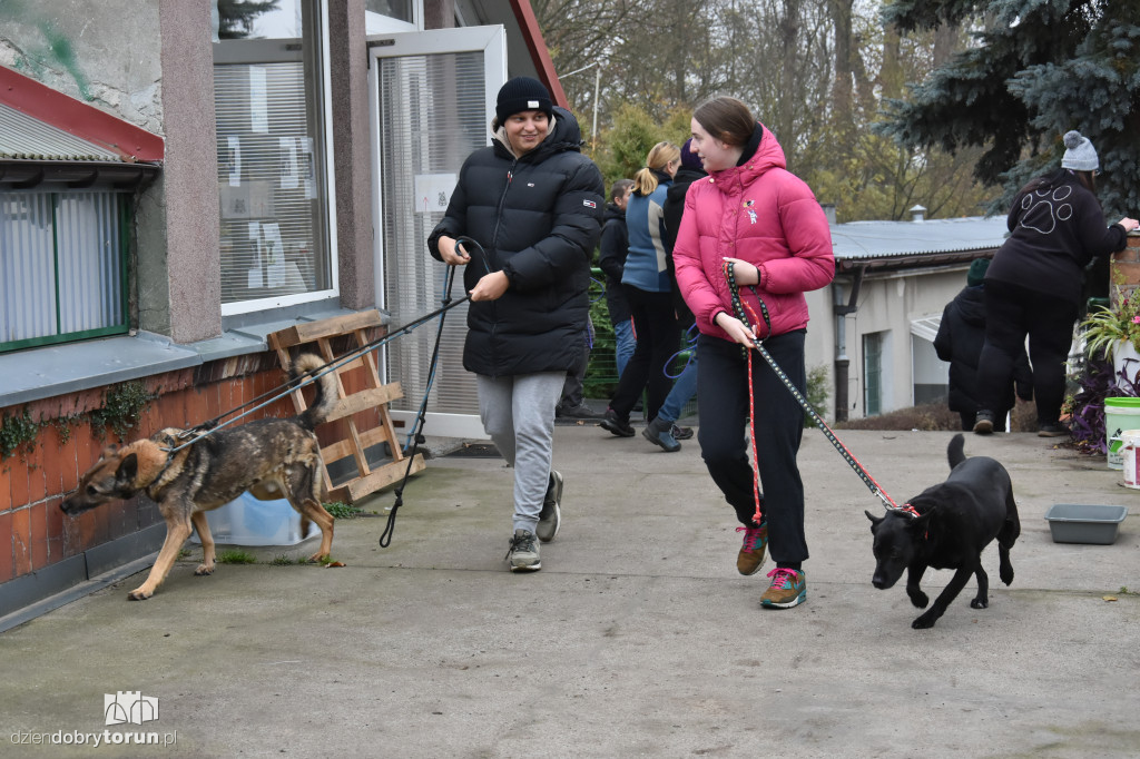 Akcja wyprowadź psa w toruńskim schronisku