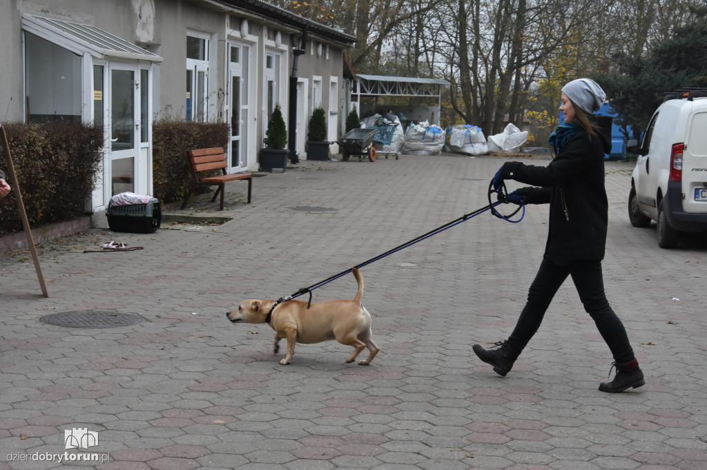 Akcja wyprowadź psa w toruńskim schronisku