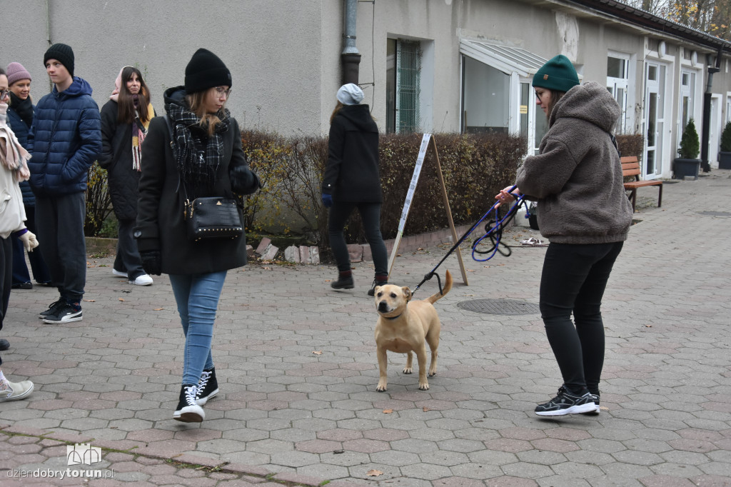 Akcja wyprowadź psa w toruńskim schronisku