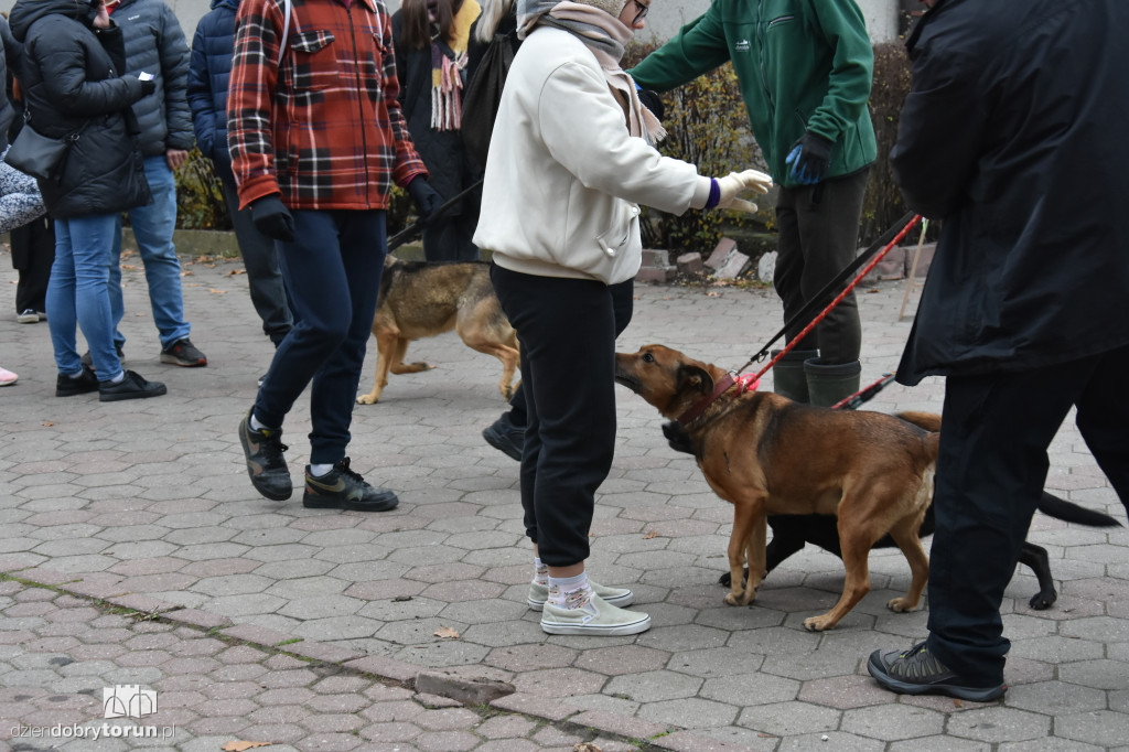 Akcja wyprowadź psa w toruńskim schronisku