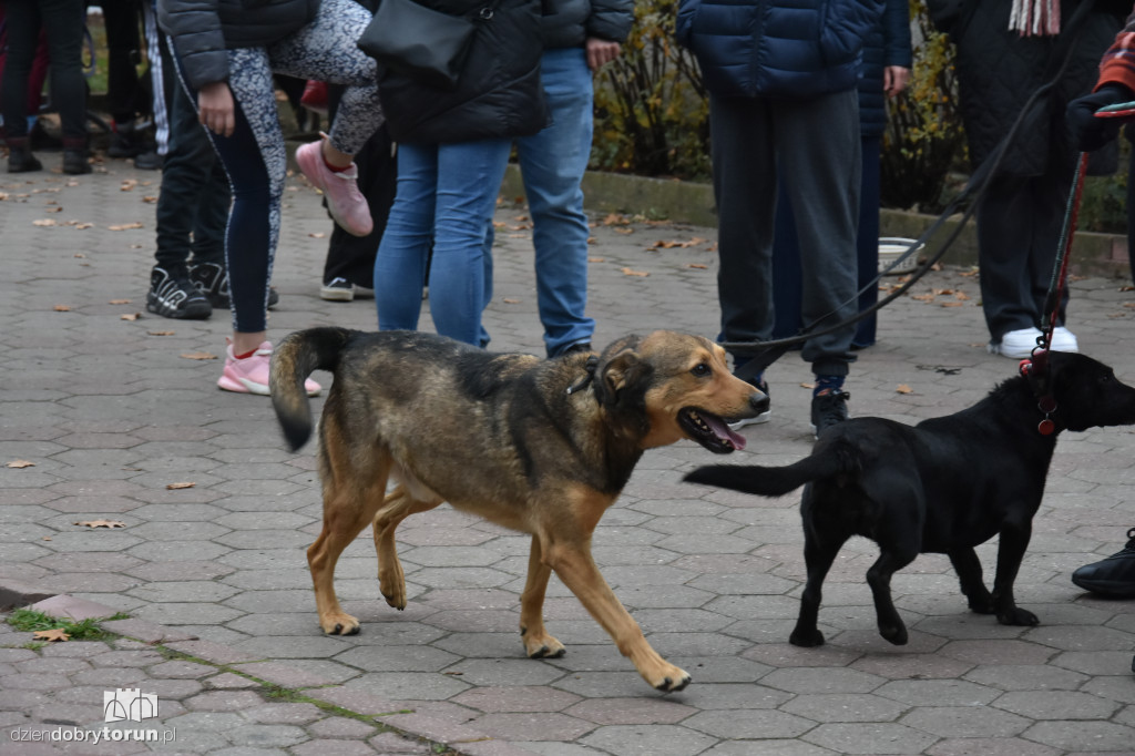 Akcja wyprowadź psa w toruńskim schronisku