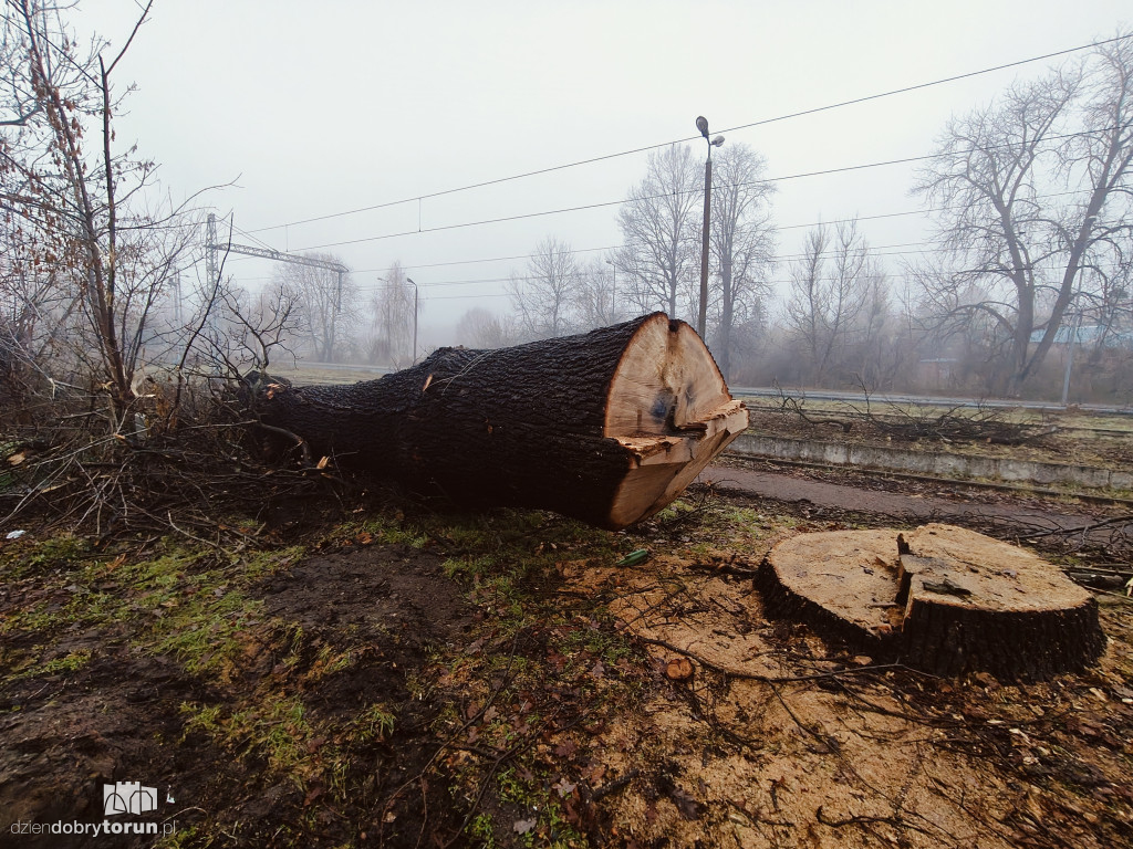 W Ciechocinku wycięto ogromny dąb