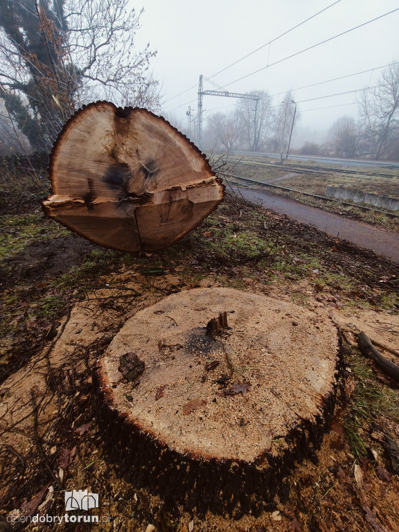 W Ciechocinku wycięto ogromny dąb