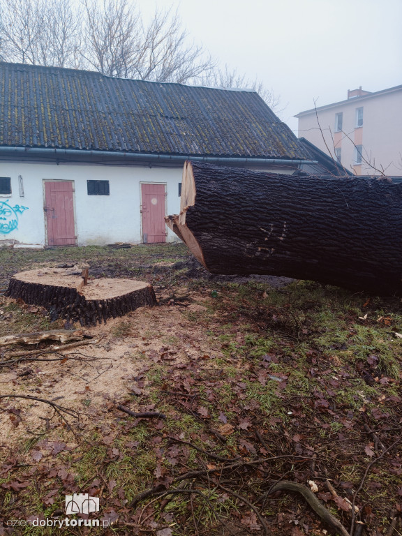 W Ciechocinku wycięto ogromny dąb