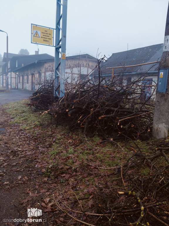 W Ciechocinku wycięto ogromny dąb