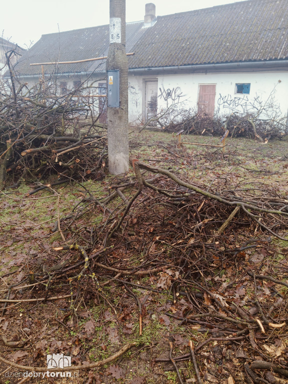 W Ciechocinku wycięto ogromny dąb