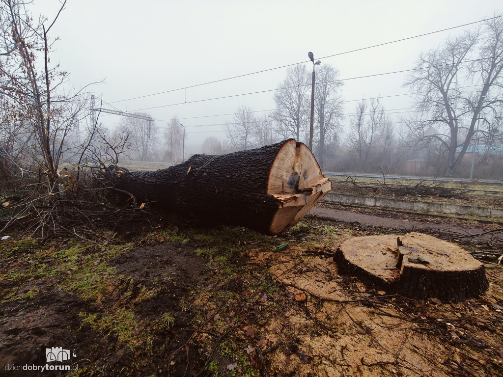 W Ciechocinku wycięto ogromny dąb