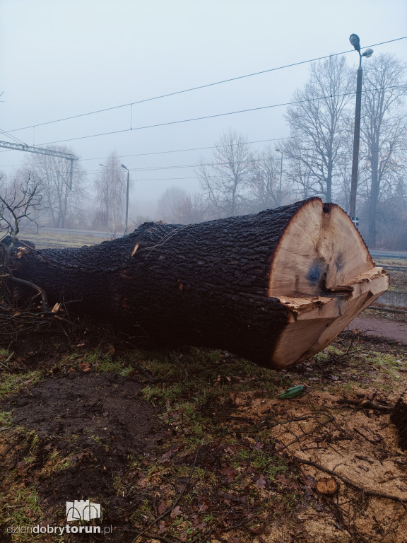 W Ciechocinku wycięto ogromny dąb