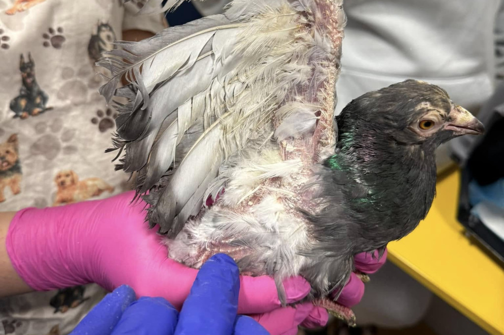 One przeżyły prawdziwy horror!