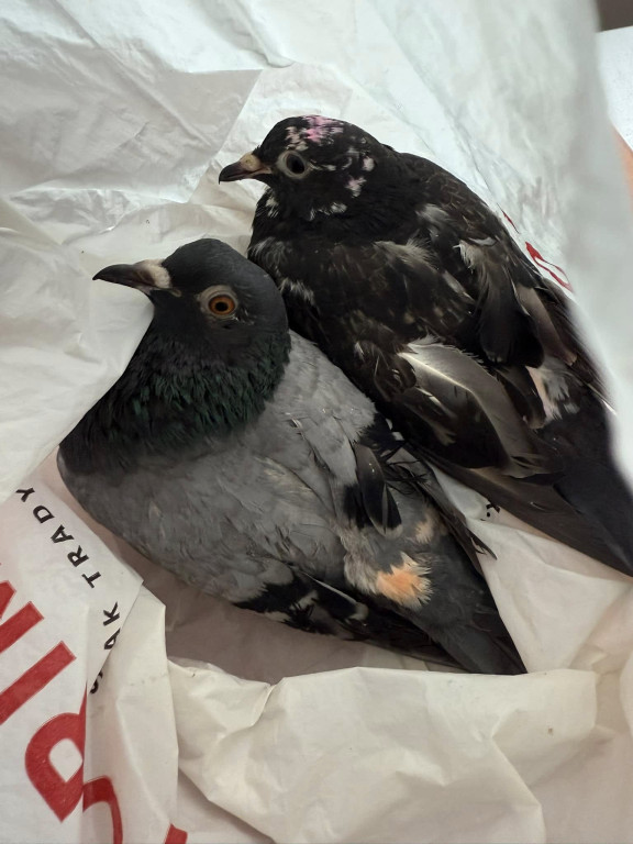 One przeżyły prawdziwy horror!