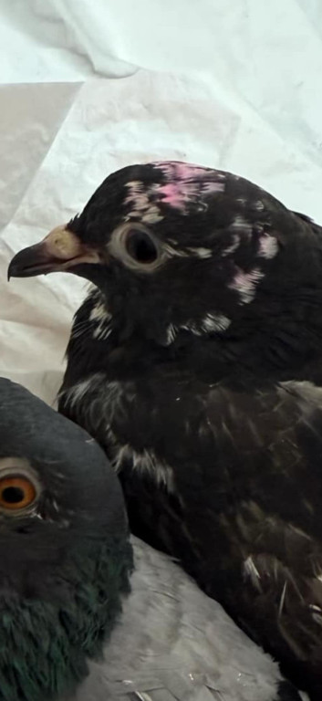 One przeżyły prawdziwy horror!