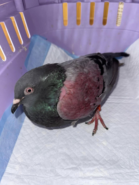 One przeżyły prawdziwy horror!