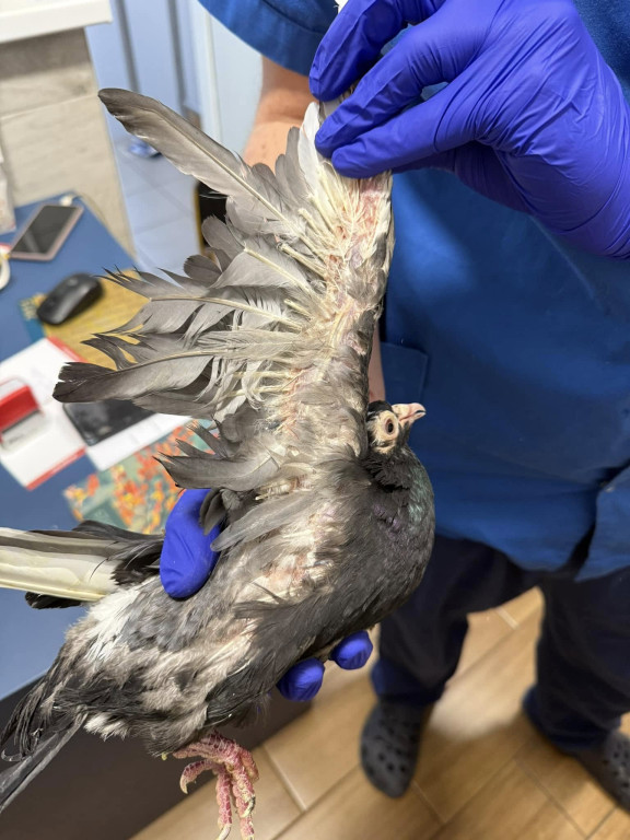 One przeżyły prawdziwy horror!