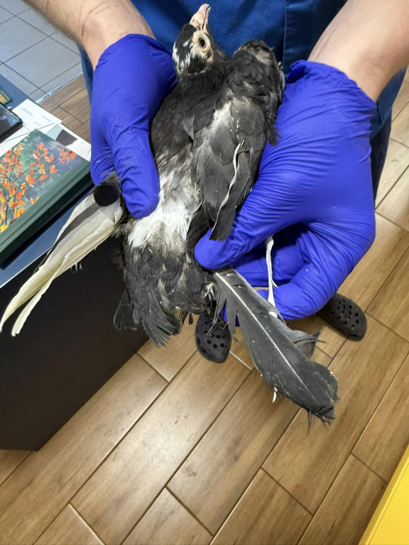 One przeżyły prawdziwy horror!