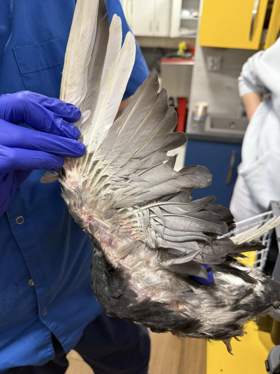 One przeżyły prawdziwy horror!