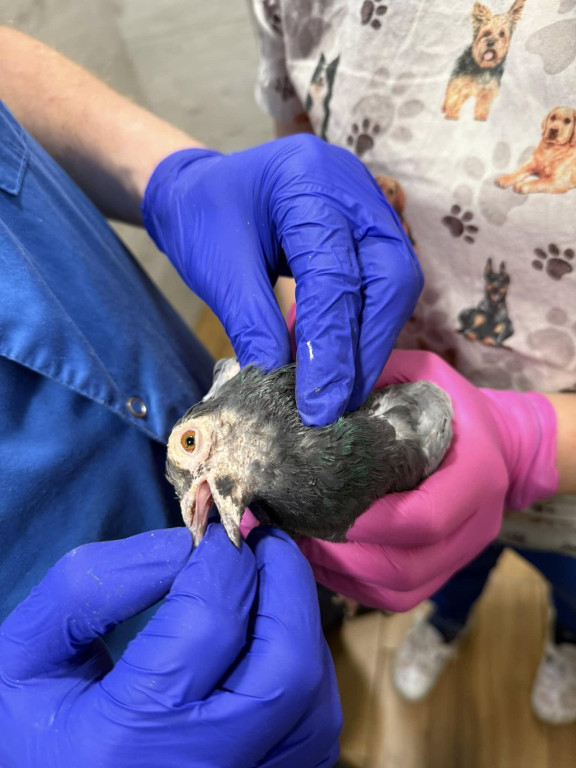 One przeżyły prawdziwy horror!