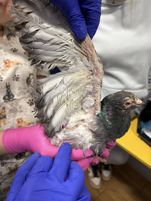 One przeżyły prawdziwy horror!