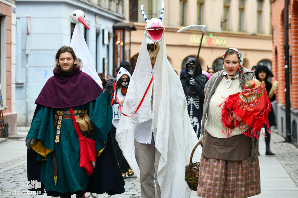 Chodzony z kozą na toruńskiej starówce!