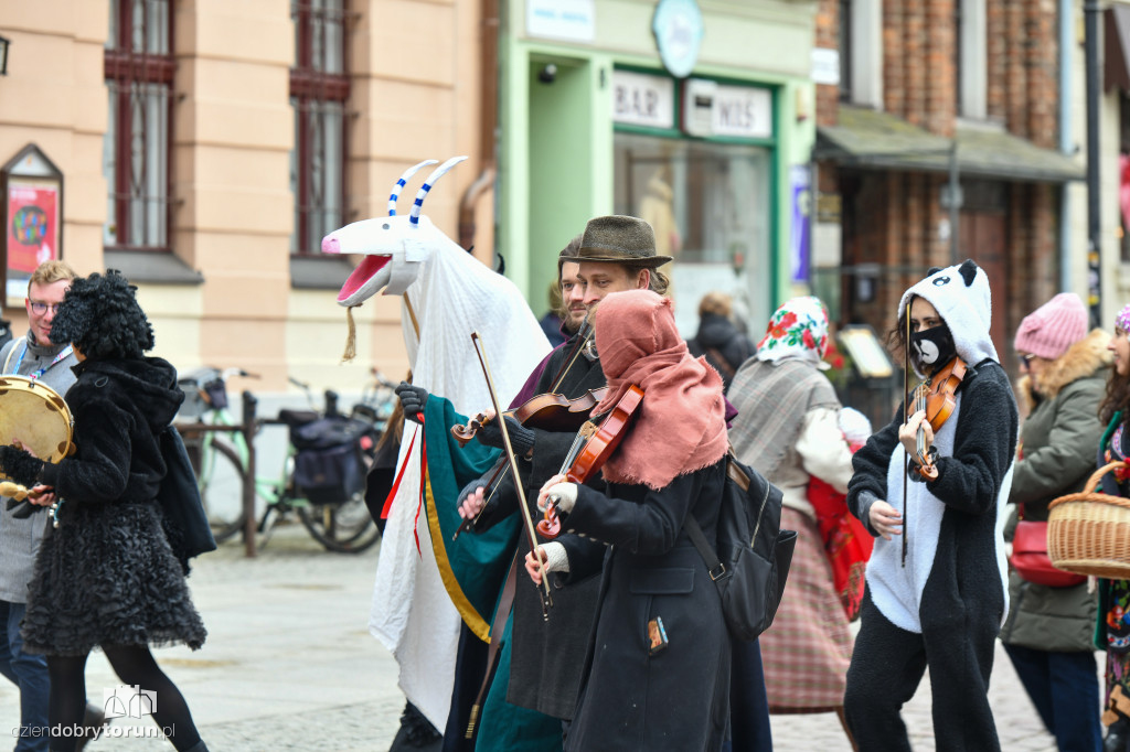 Chodzony z kozą na toruńskiej starówce!