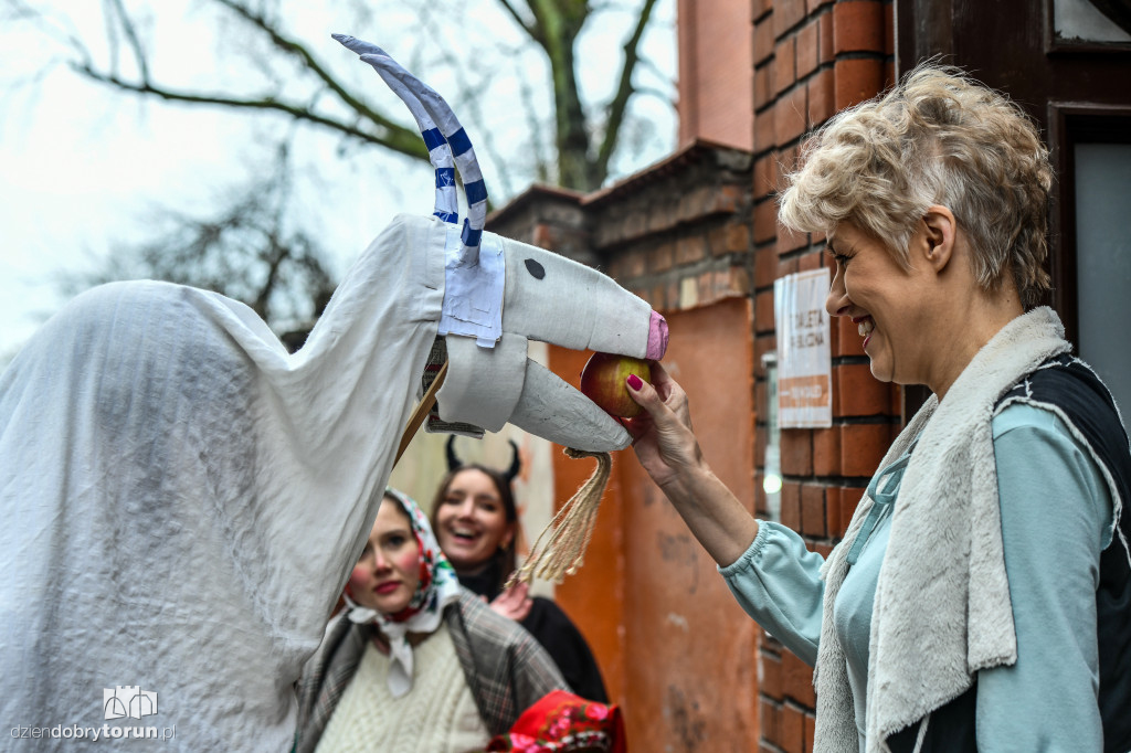 Chodzony z kozą na toruńskiej starówce!