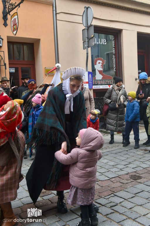 Chodzony z kozą na toruńskiej starówce!