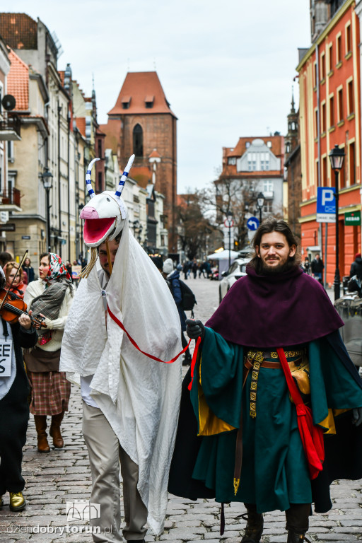 Chodzony z kozą na toruńskiej starówce!