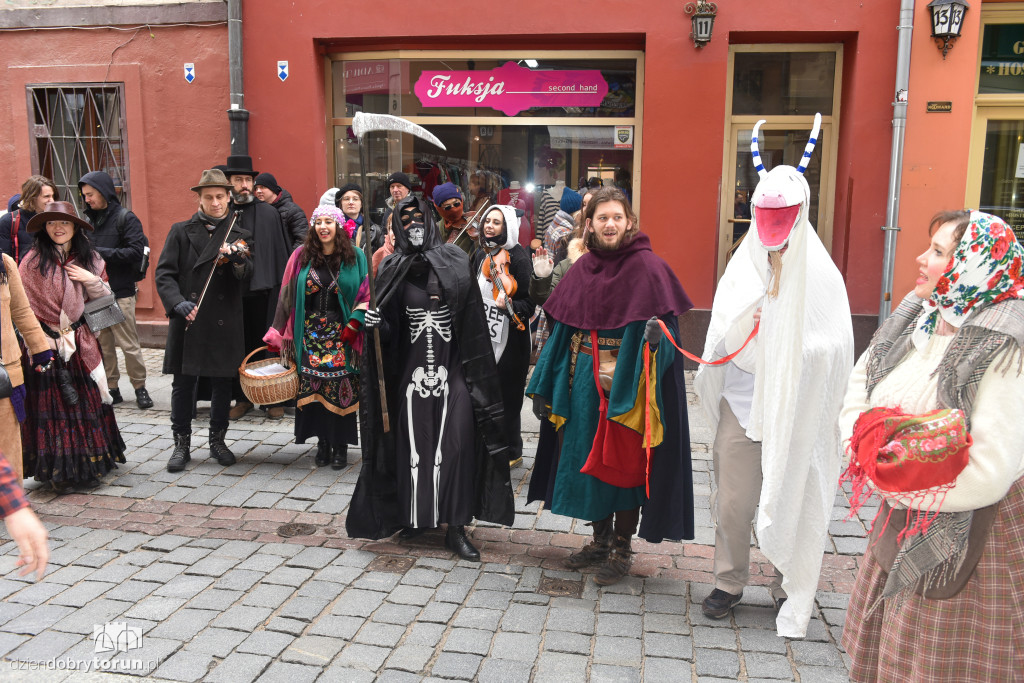 Chodzony z kozą na toruńskiej starówce!