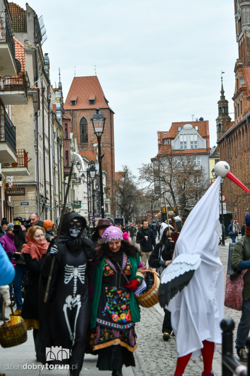 Chodzony z kozą na toruńskiej starówce!