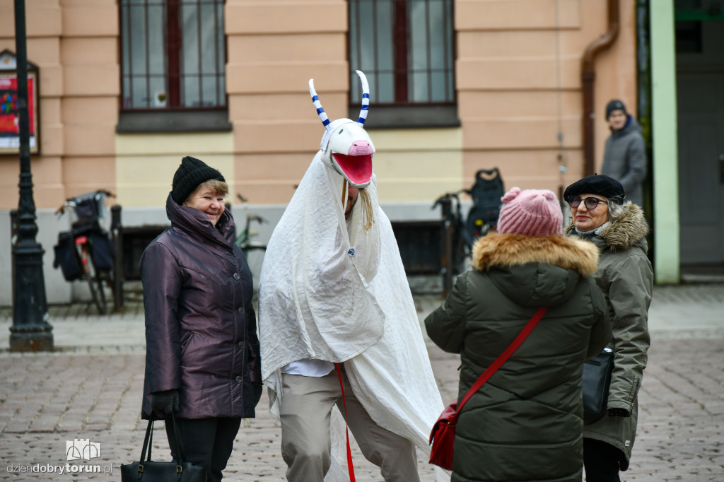 Chodzony z kozą na toruńskiej starówce!