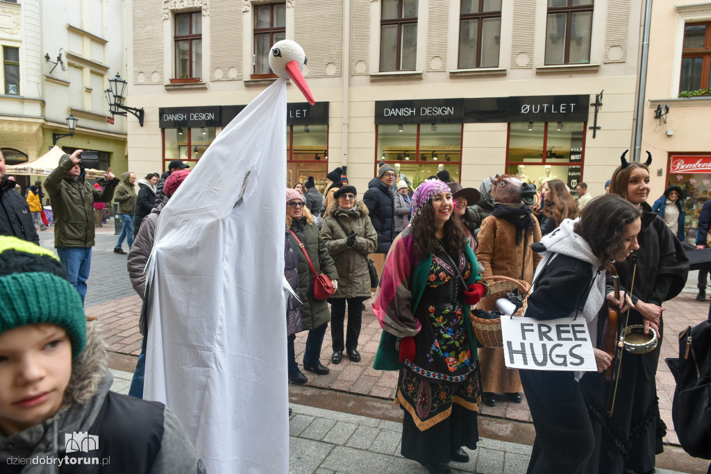 Chodzony z kozą na toruńskiej starówce!