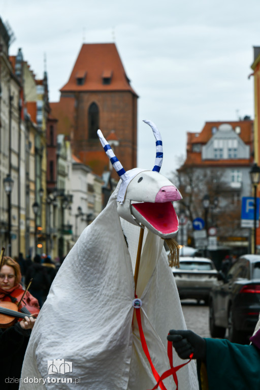 Chodzony z kozą na toruńskiej starówce!