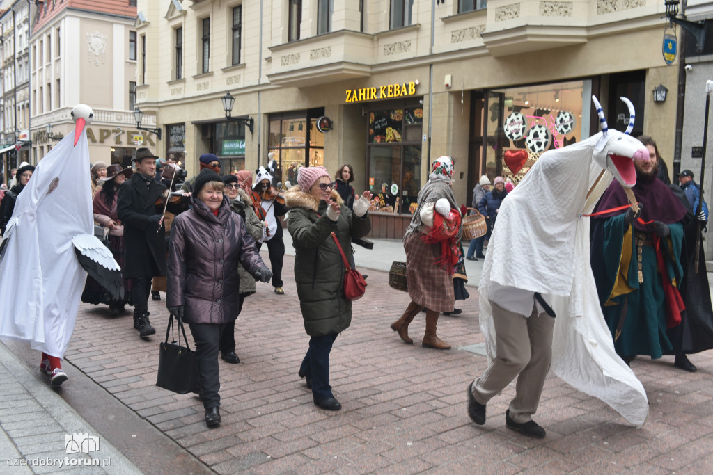 Chodzony z kozą na toruńskiej starówce!