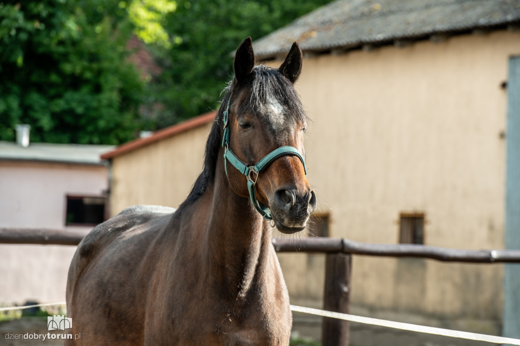 Na koń! Zawody konne w Kaszczorku