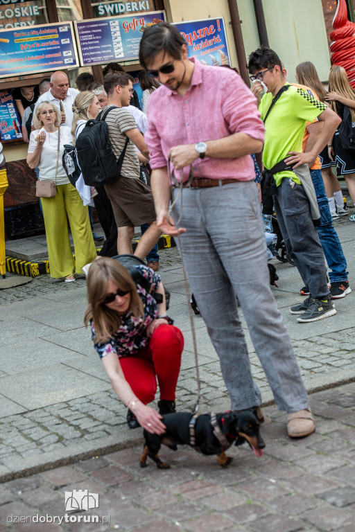 Parada Jamniczków