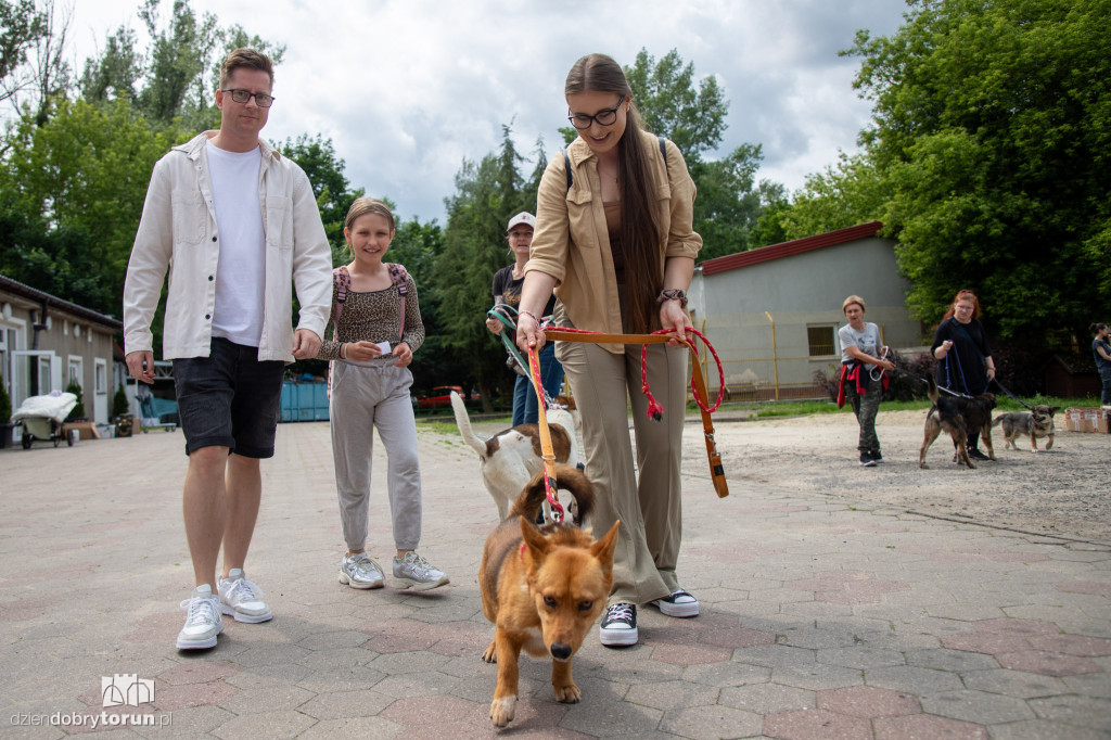 Wyprowadź psa ze schroniska