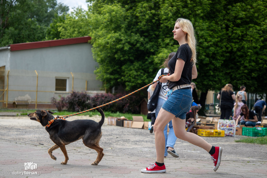 Wyprowadź psa ze schroniska
