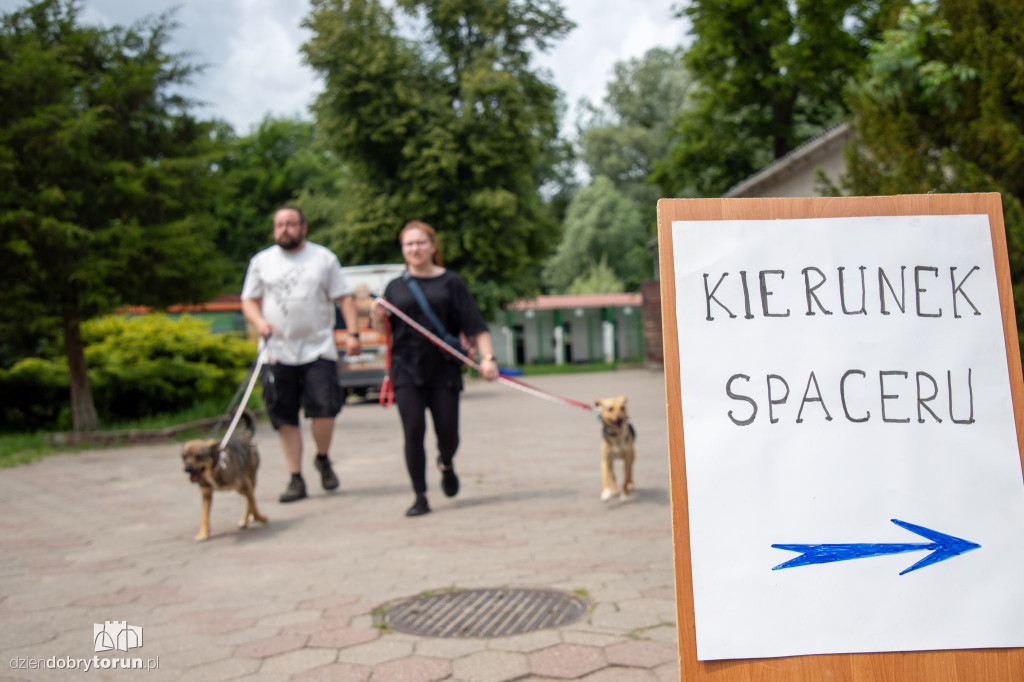 Wyprowadź psa ze schroniska