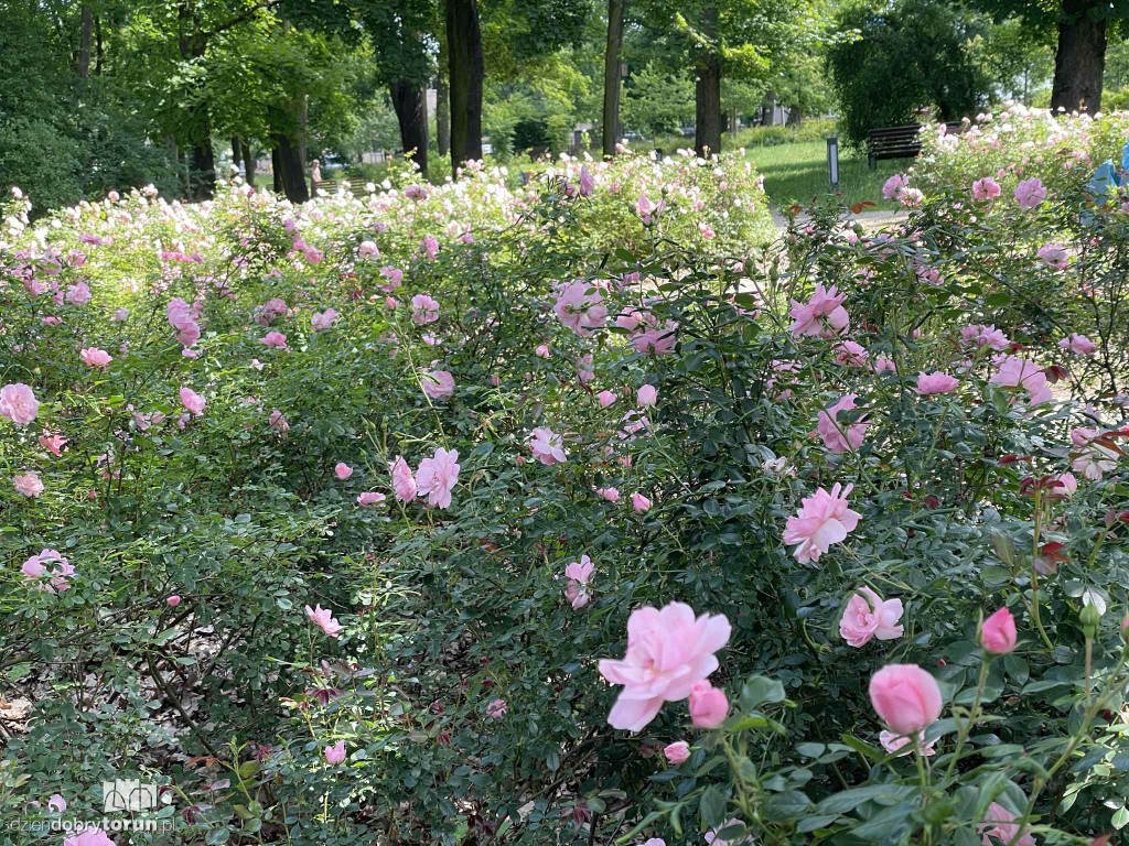 Park Glazja - to tu doszło do próby zabójstwa