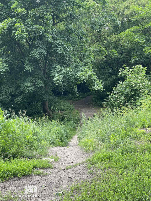 Park Glazja - to tu doszło do próby zabójstwa