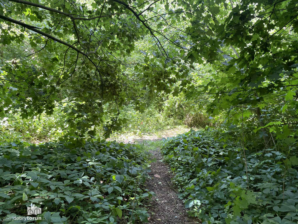 Park Glazja - to tu doszło do próby zabójstwa