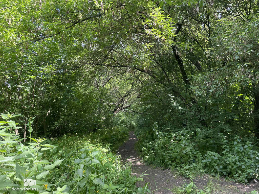 Park Glazja - to tu doszło do próby zabójstwa