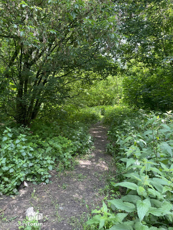 Park Glazja - to tu doszło do próby zabójstwa