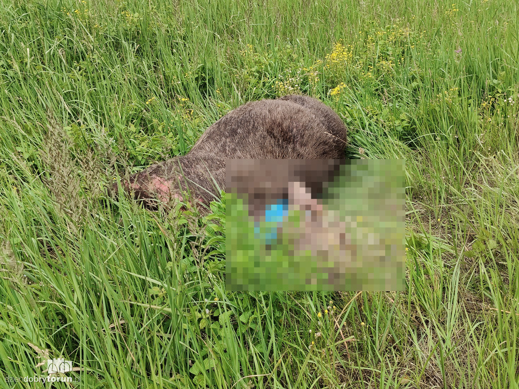 Wypadek na DK91 pod Toruniem