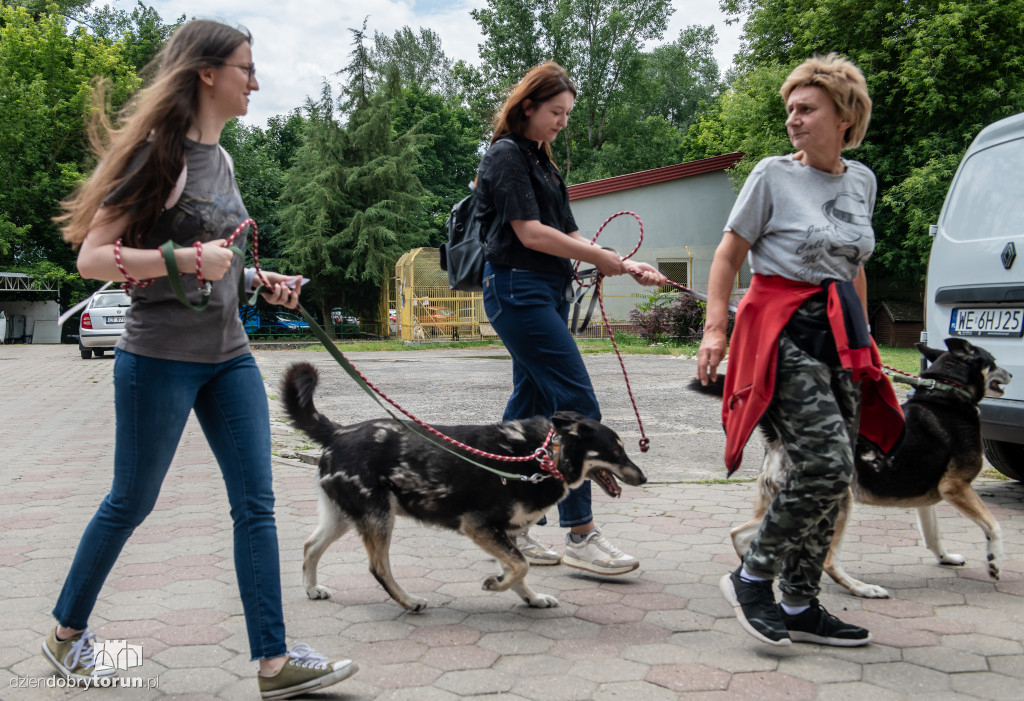 Akcja Wyprowadź psa w schronisku